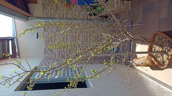 Identificação da planta Acerola por foto