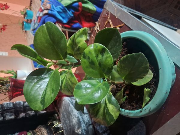 Identificação da planta Peperômia por foto