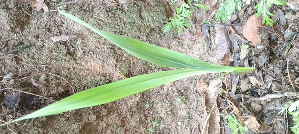 Identificação da planta Amaryllis por foto