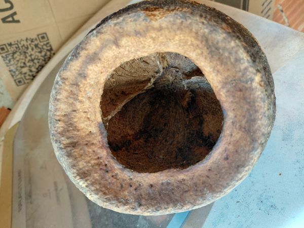 Identificação da planta Sapucaia por foto