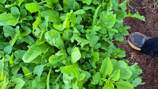 Identificação da planta Rúcula por foto