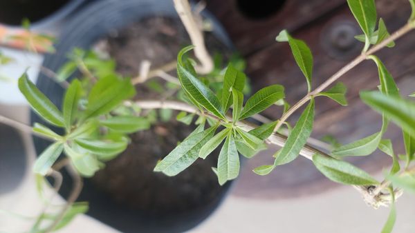 Identificação da planta Lúcia-lima por foto