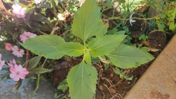 Identificação da planta Girassol por foto