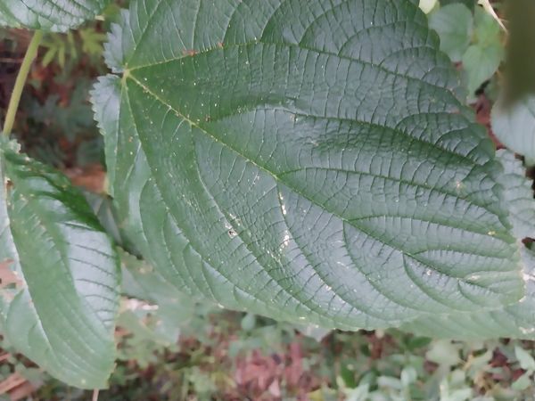 Identificação da planta Urtiga-branca por foto