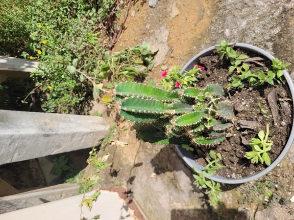 Identificação da planta Cacto-de-castelo-de-fadas por foto