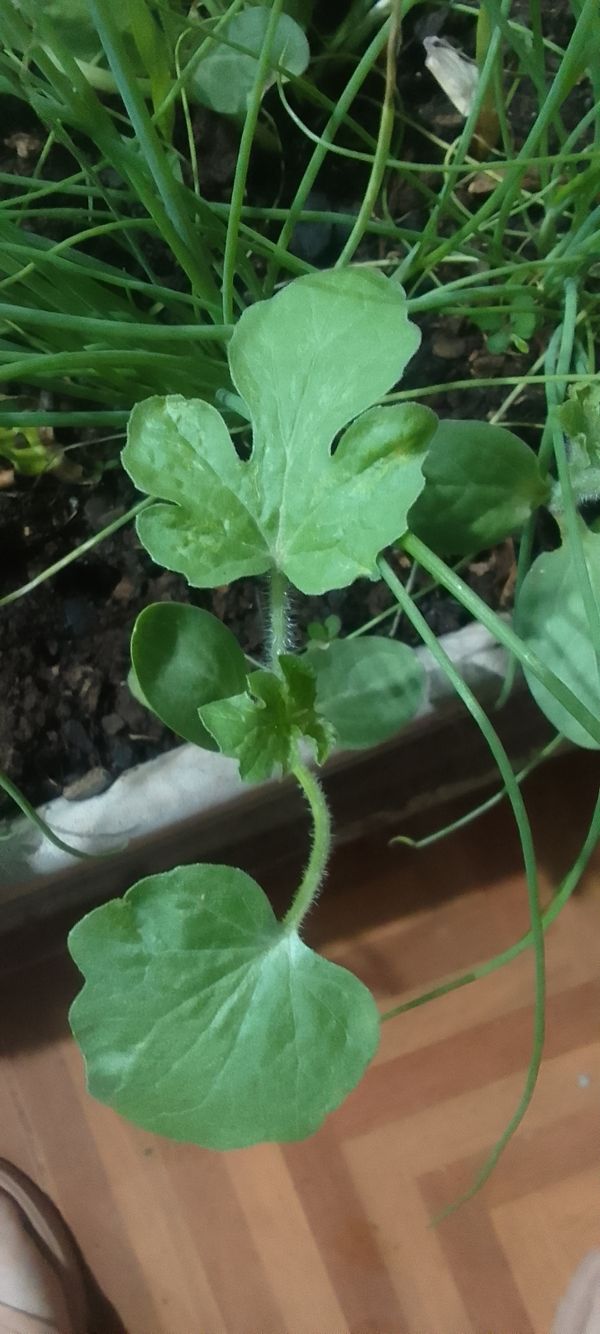 Identificação da planta Melancia por foto
