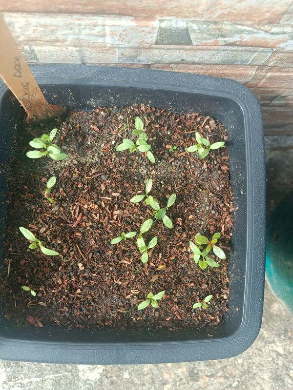 Identificação da planta Agrião por foto
