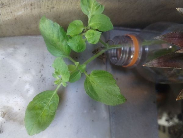 Identificação da planta Hortelã-d'água por foto