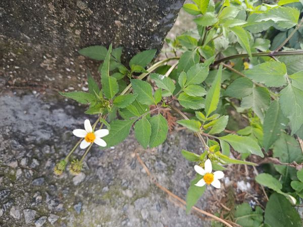 Identificação da planta Picão Branco por foto