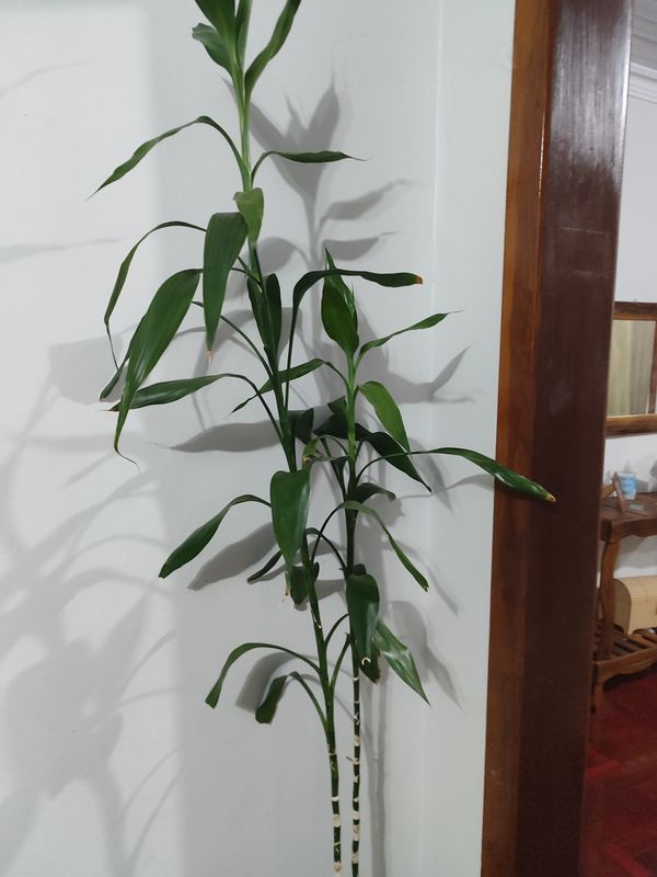 Identificação da planta Bambu da Sorte por foto
