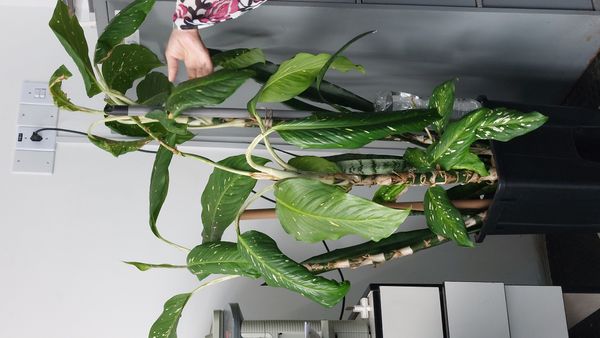 Identificação da planta Comigo ninguém pode por foto