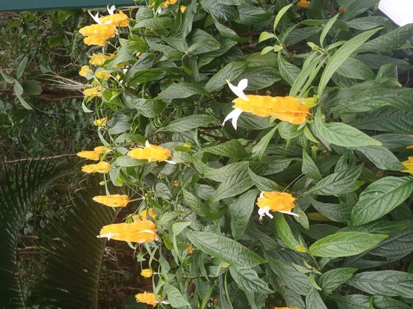Identificação da planta Língua-de-sogra por foto