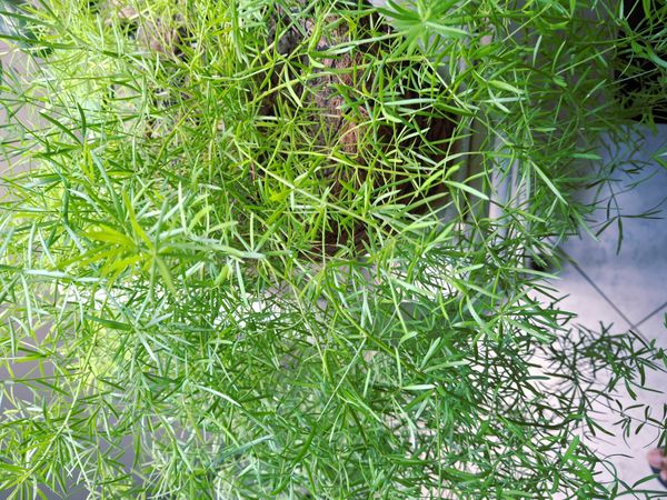 Identificação da planta Alfinete por foto
