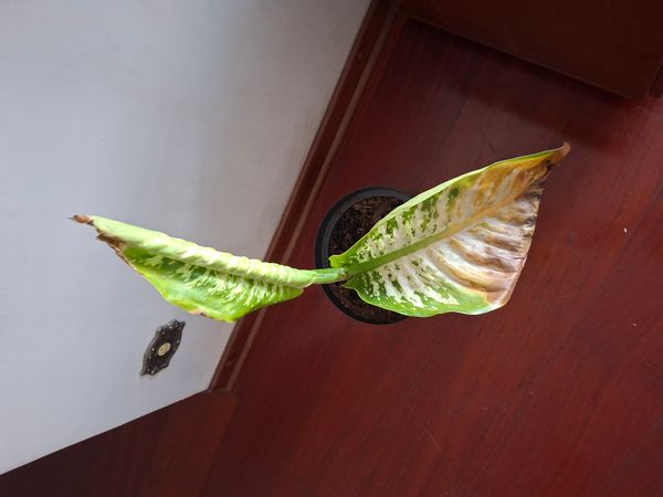 Identificação da planta Comigo-ninguém-pode por foto