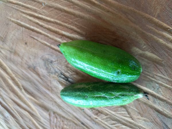 Identificação da planta Pepino por foto