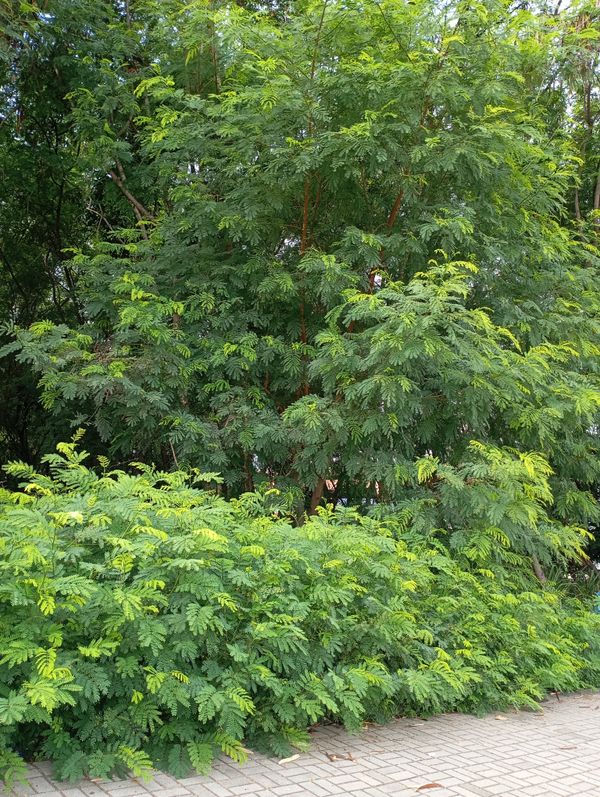 Identificação da planta falsa-acácia por foto