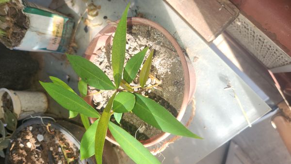 Identificação da planta Jambo amarelo por foto