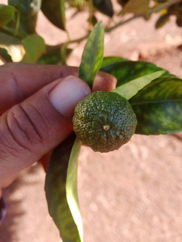 Identificação da planta Mexerica por foto
