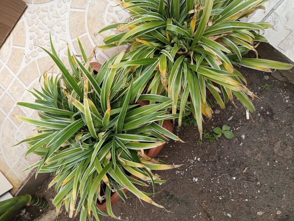 Identificação da planta Clorofito por foto