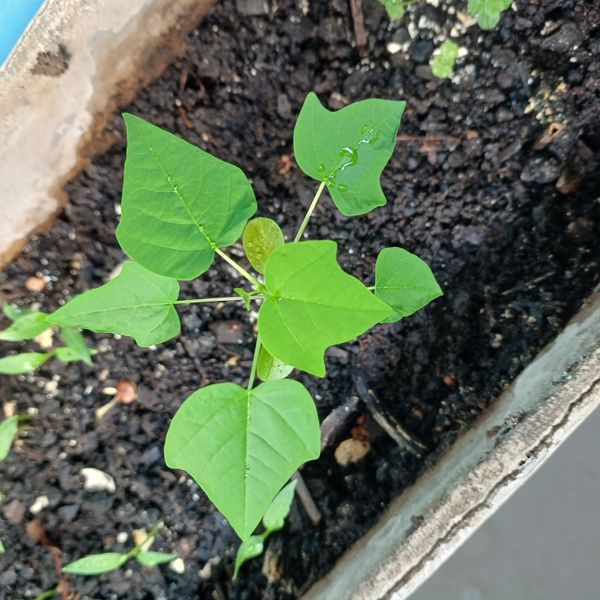 Identificação da planta Pinhão-bravo por foto