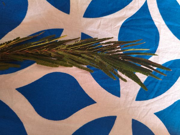 Identificação da planta Angico por foto