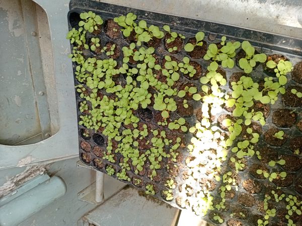 Identificação da planta Alface por foto
