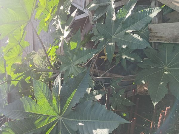 Identificação da planta Mamona por foto