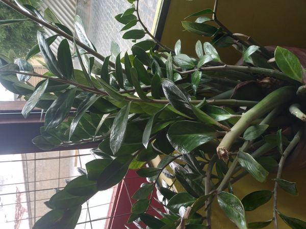 Identificação da planta Zamioculcas por foto