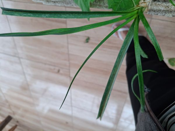 Identificação da planta Tiririca por foto