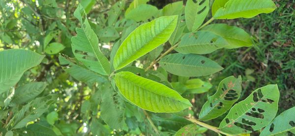 Identificação da planta Goiabeira por foto