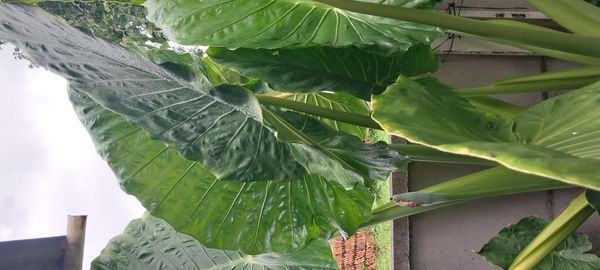 Identificação da planta Orelha de elefante por foto