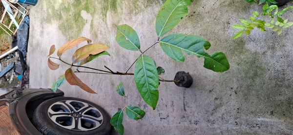 Identificação da planta Rambutan por foto