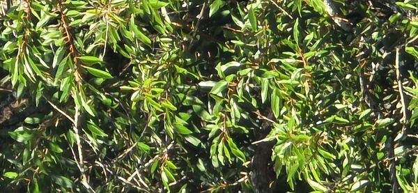 Identificação da planta Sem nome popular no Brasil por foto