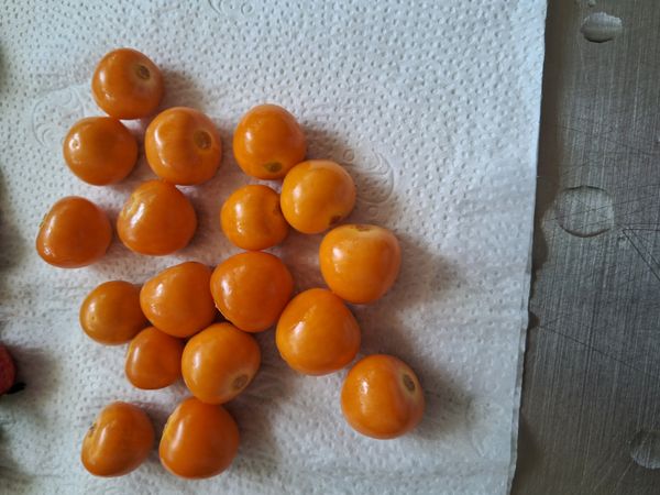 Identificação da planta Tomate por foto