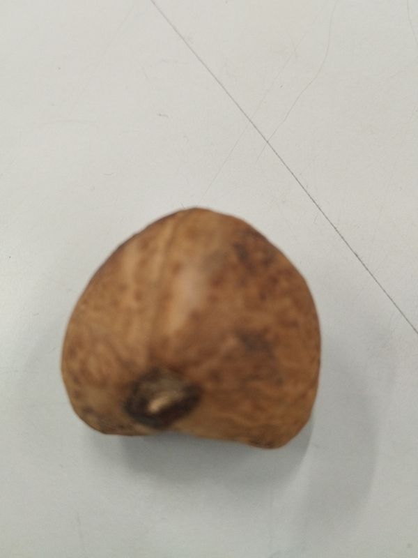 Identificação da planta Nenhum por foto