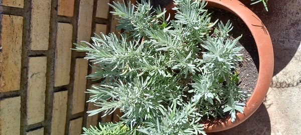 Identificação da planta Lavanda por foto