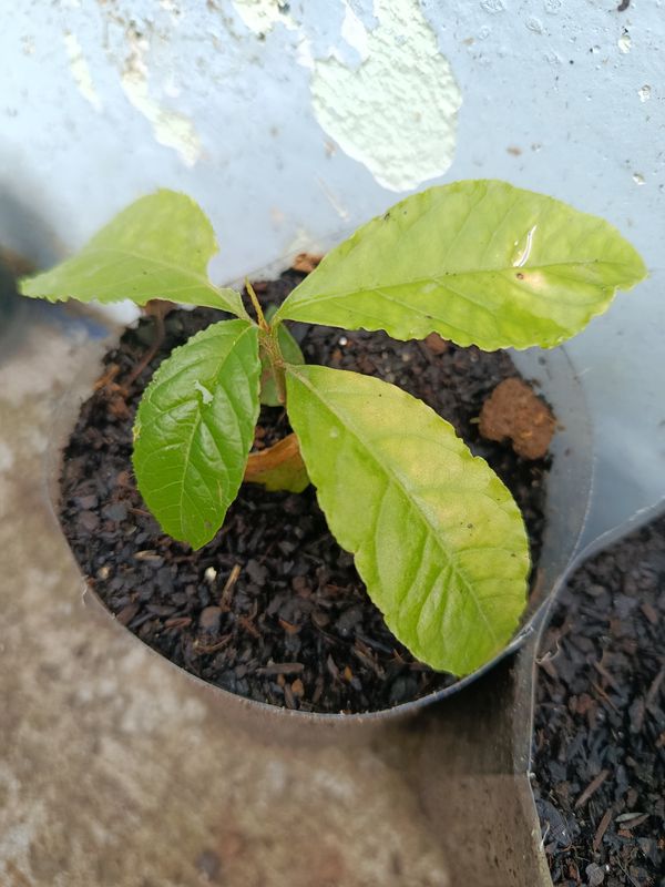Identificação da planta Guiné por foto