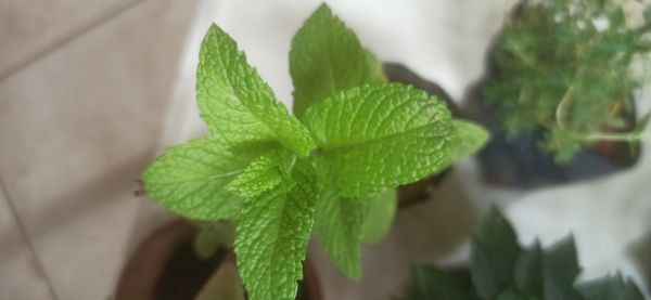Identificação da planta Hortelã por foto