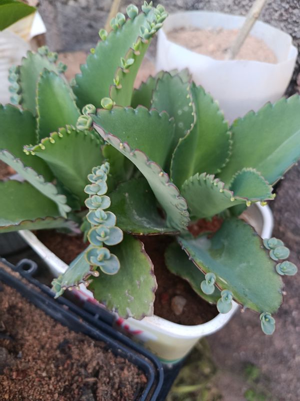 Identificação da planta Mãe de mil por foto