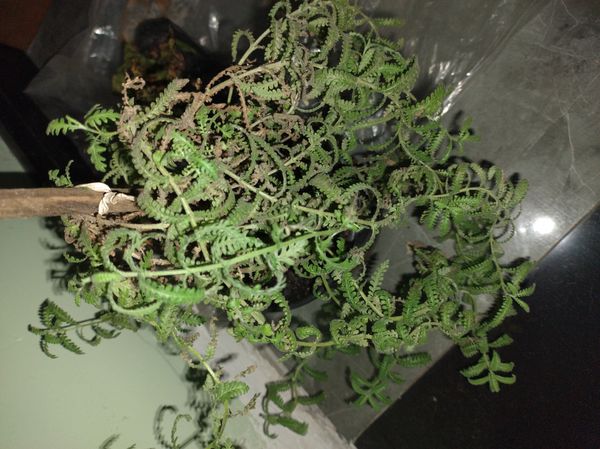 Identificação da planta Lavanda por foto