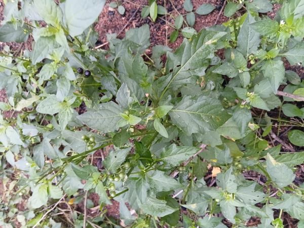 Identificação da planta Maria-pretinha por foto