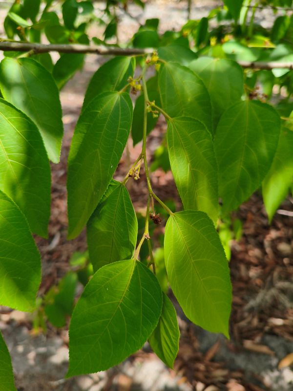 Identificação da planta Mutamba por foto