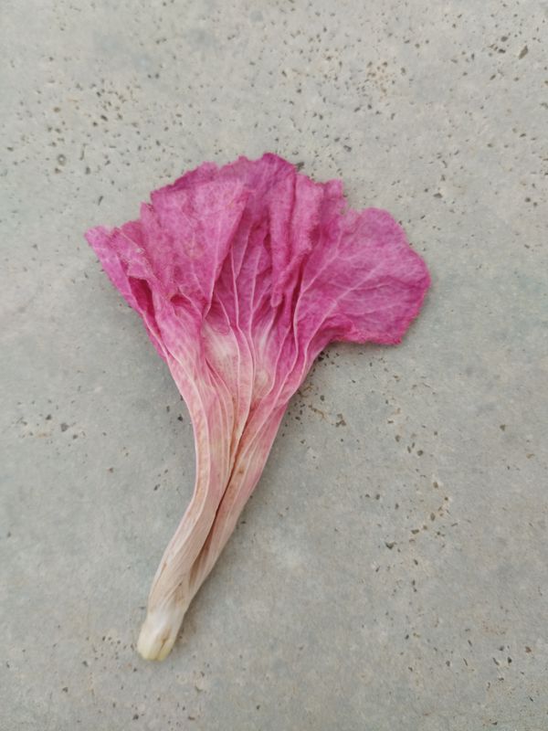 Identificação da planta Ipê Rosa por foto