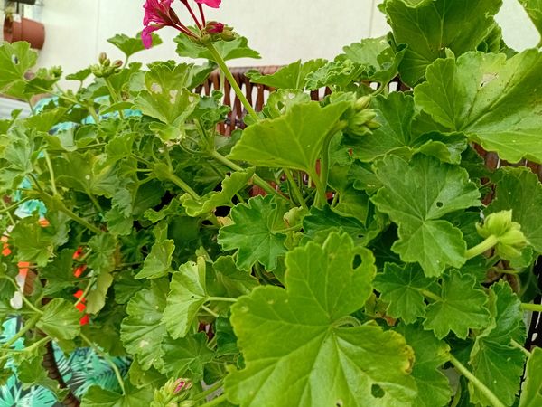 Identificação da planta Gerânio por foto