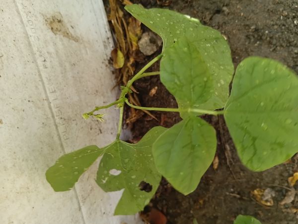 Identificação da planta Feijão por foto