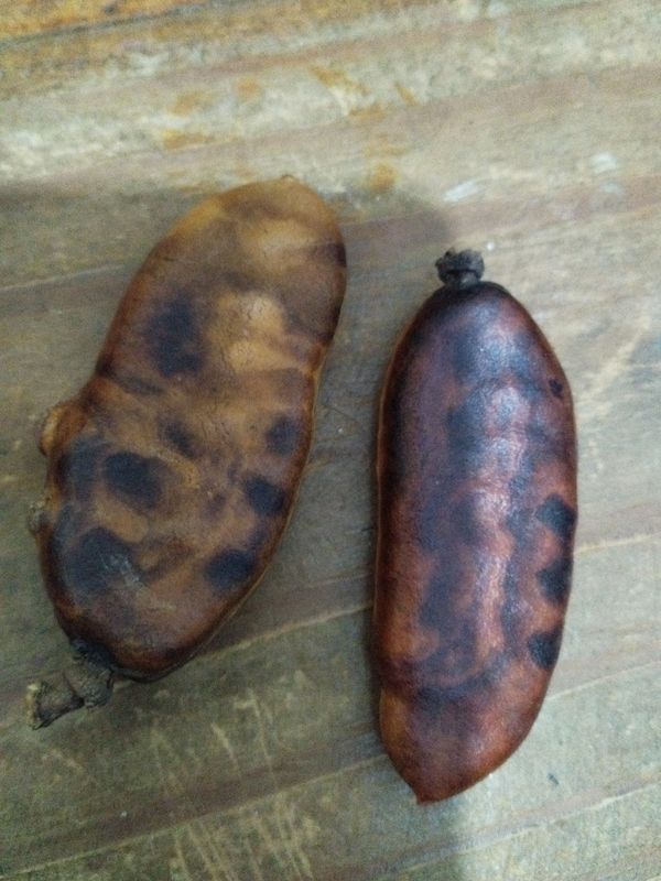 Identificação da planta Jucá por foto
