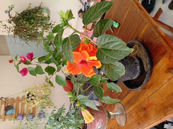 Identificação da planta Hibisco por foto