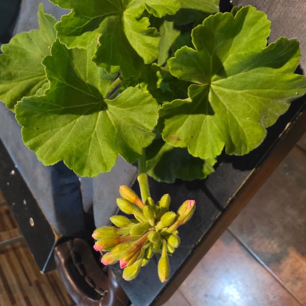 Identificação da planta Gerânio por foto