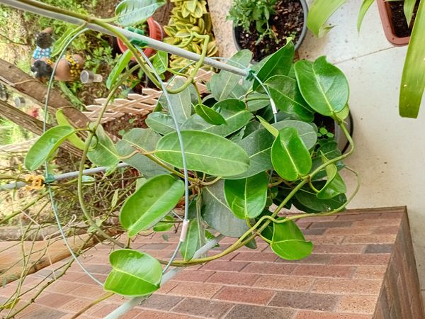 Identificação da planta Jasmim de Madagascar por foto