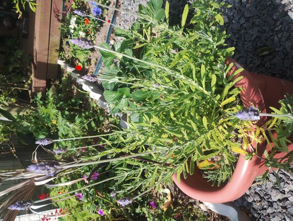 Identificação da planta Lavanda por foto